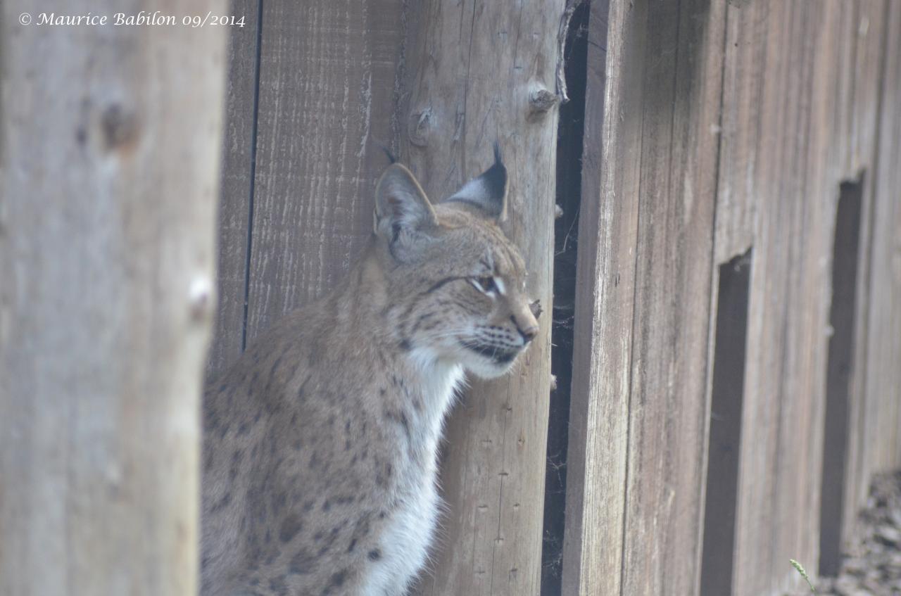 Visite du Zoo d' Amnéville été 2014