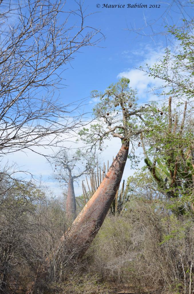 Réserve de Reniala dans le Sud Est de Madagascar