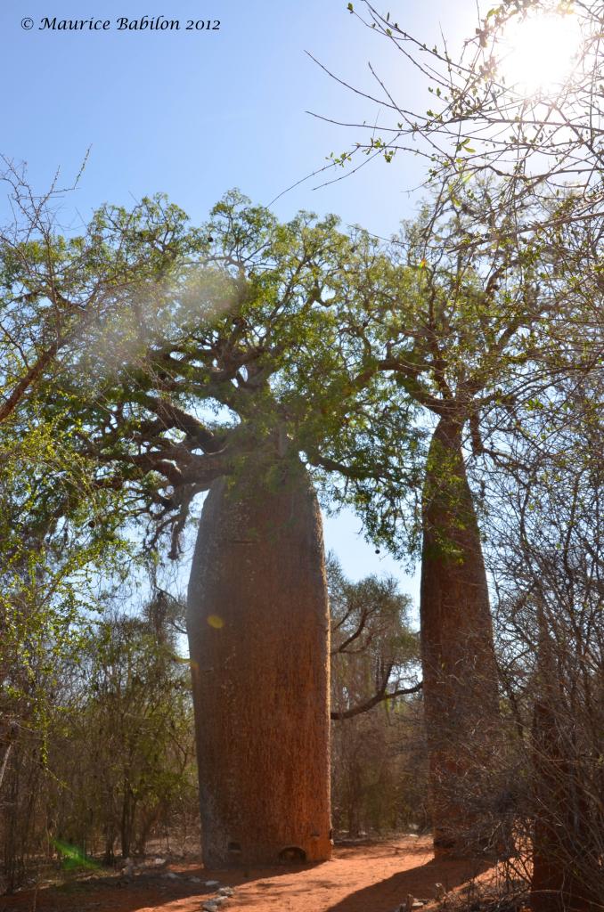 Réserve de Reniala dans le Sud Est de Madagascar