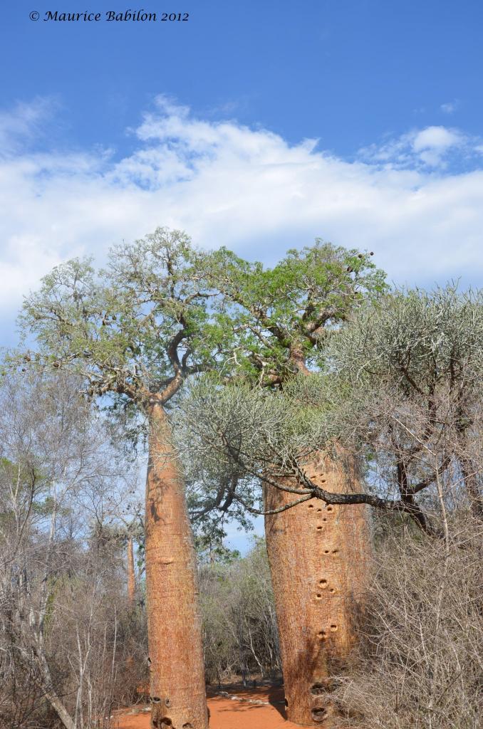 Réserve de Reniala dans le Sud Est de Madagascar