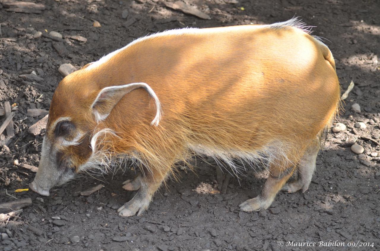 Visite du Zoo d' Amnéville été 2014