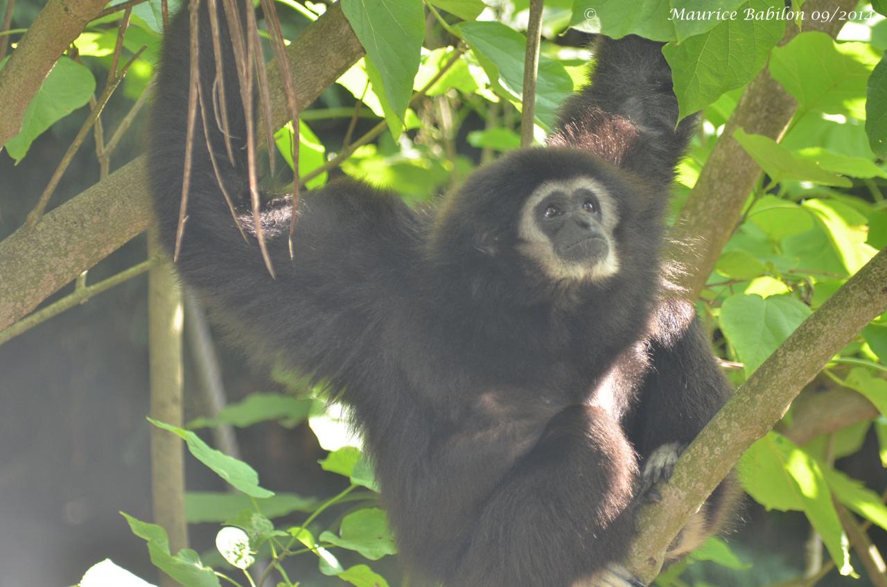 Visite du Zoo d' Amnéville été 2014