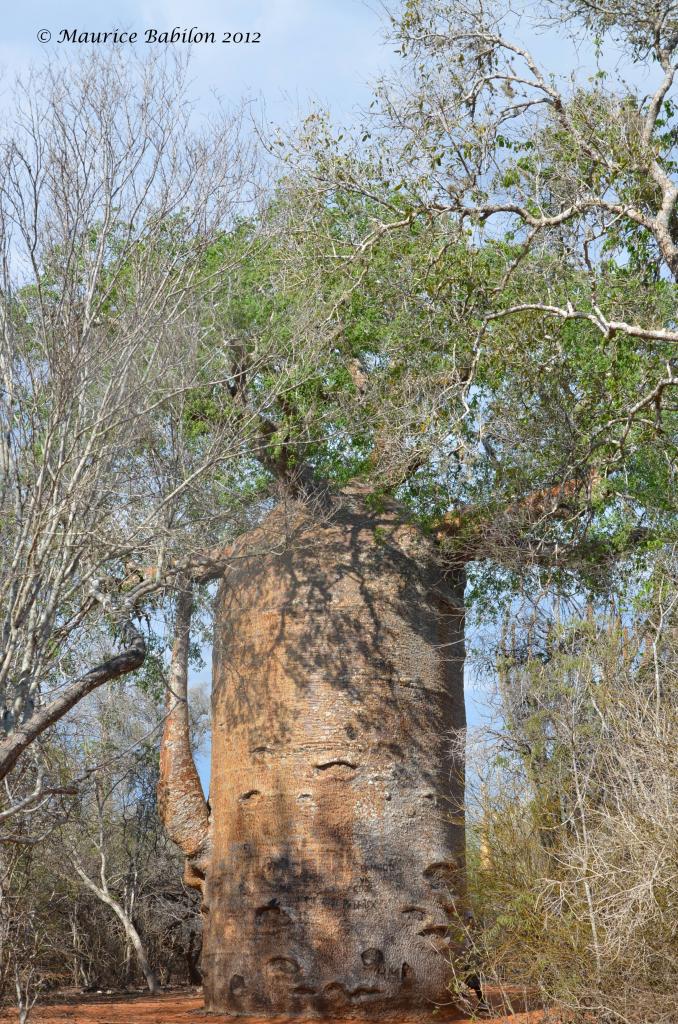 Réserve de Reniala dans le Sud Est de Madagascar