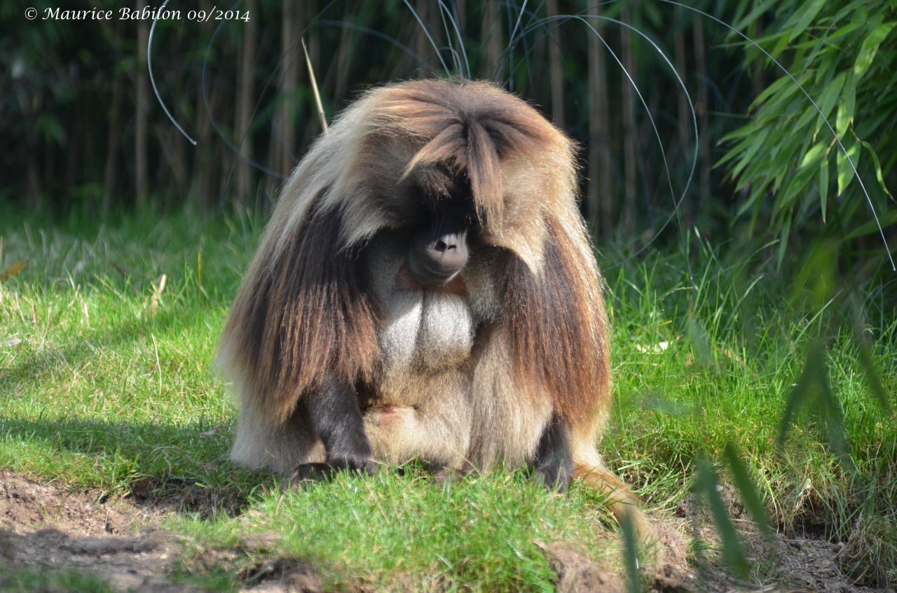 Visite du Zoo d' Amnéville été 2014
