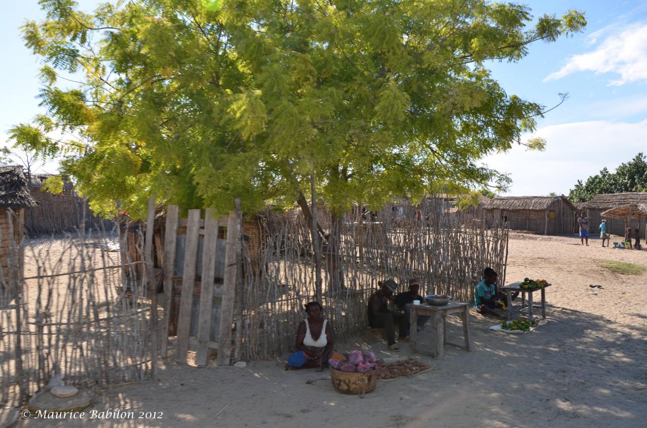 Région extrêmement aride de Sakaraha dans le Sud Ouest de Madagascar 