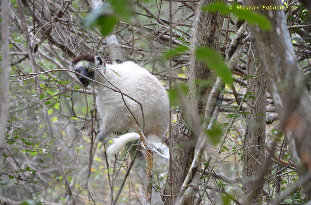 Nord de Madagascar , parc de Zombitse Vohibasia