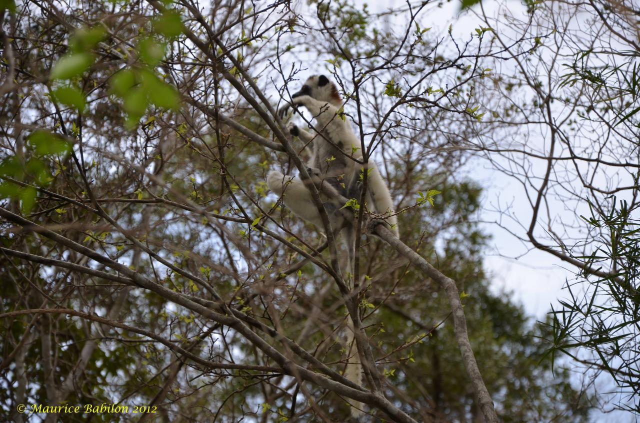 Nord de Madagascar , parc de Zombitse Vohibasia