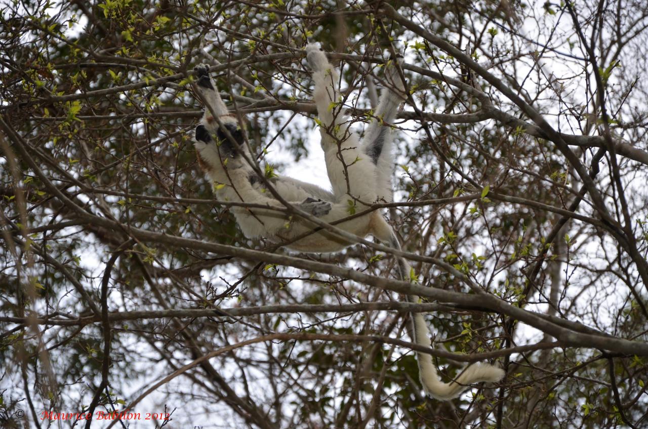 Nord de Madagascar , parc de Zombitse Vohibasia