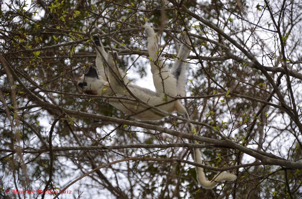 Nord de Madagascar , parc de Zombitse Vohibasia