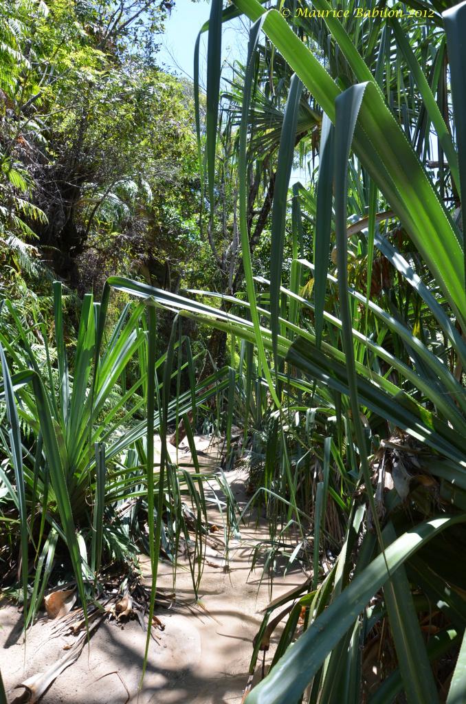 Sortie trekking dans le parc de l'Isalo