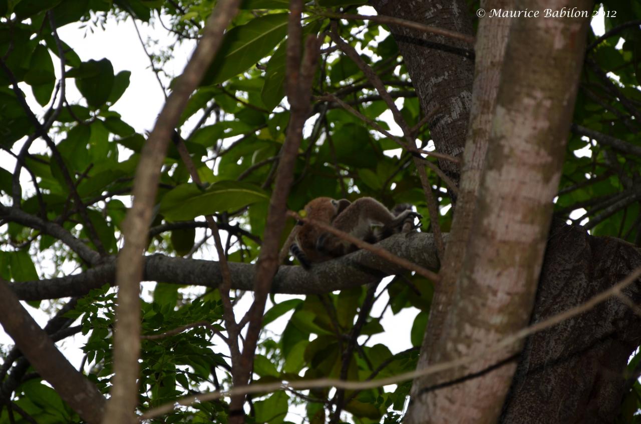 Nord de Madagascar , parc d' Anja