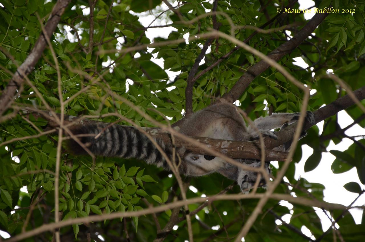 Nord de Madagascar , parc d' Anja