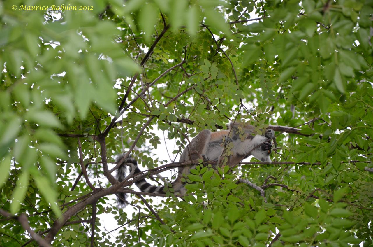 Nord de Madagascar , parc d' Anja