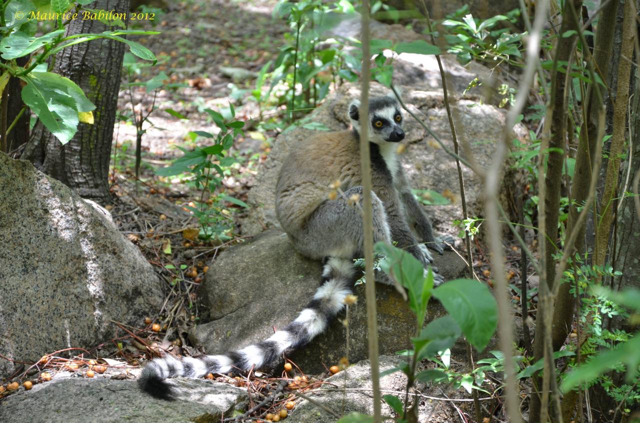 Sud-Est de Madagascar , région del'Isalo