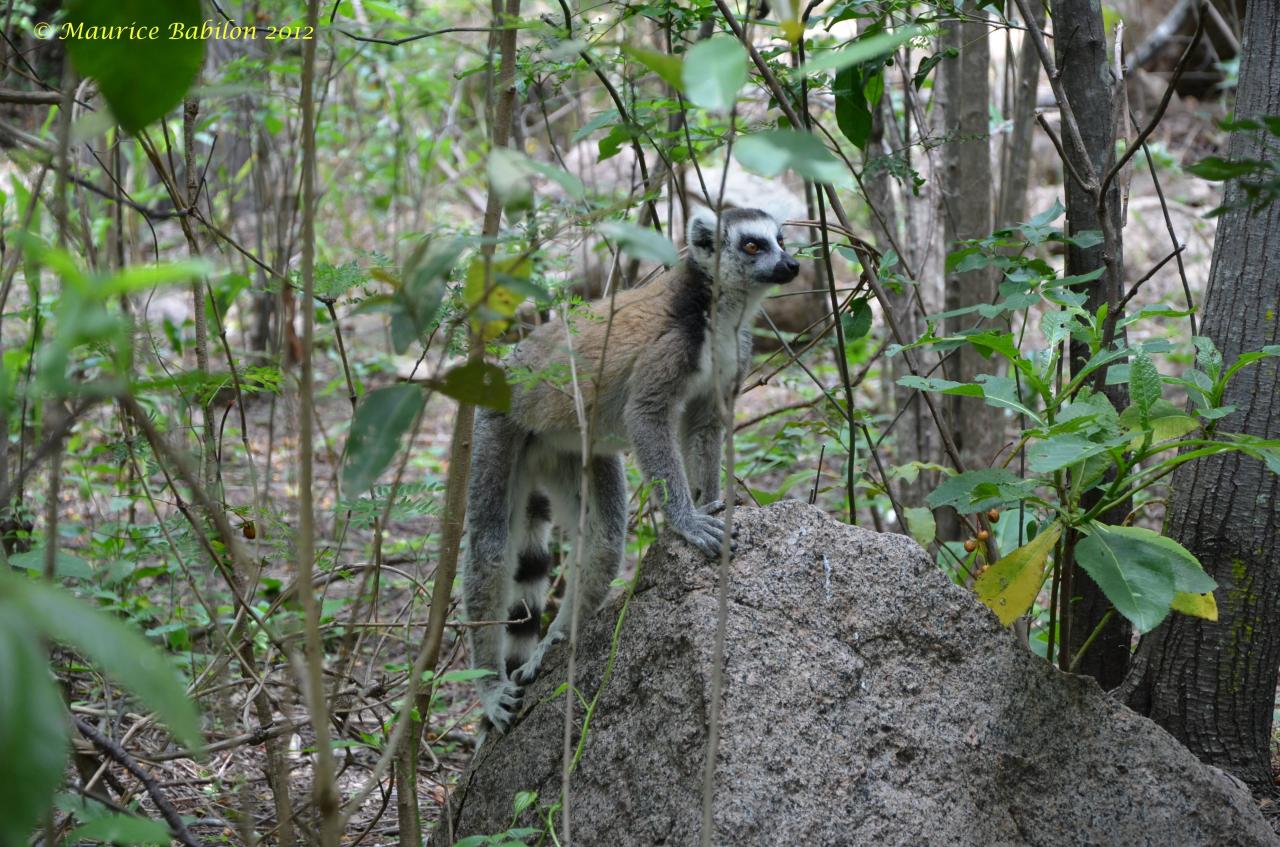 Sud-Est de Madagascar , région del'Isalo
