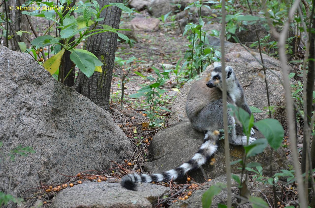Sud-Est de Madagascar , région del'Isalo