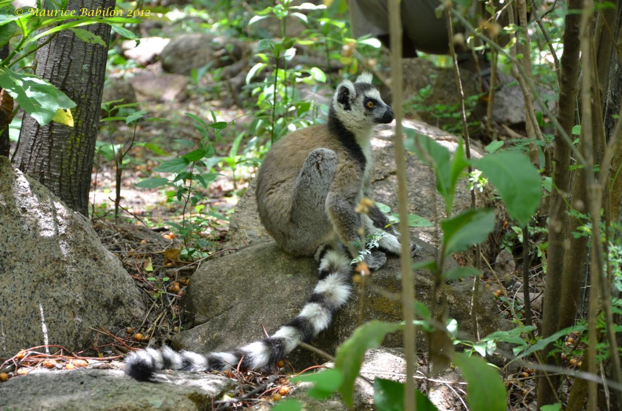Sud-Est de Madagascar , région del'Isalo