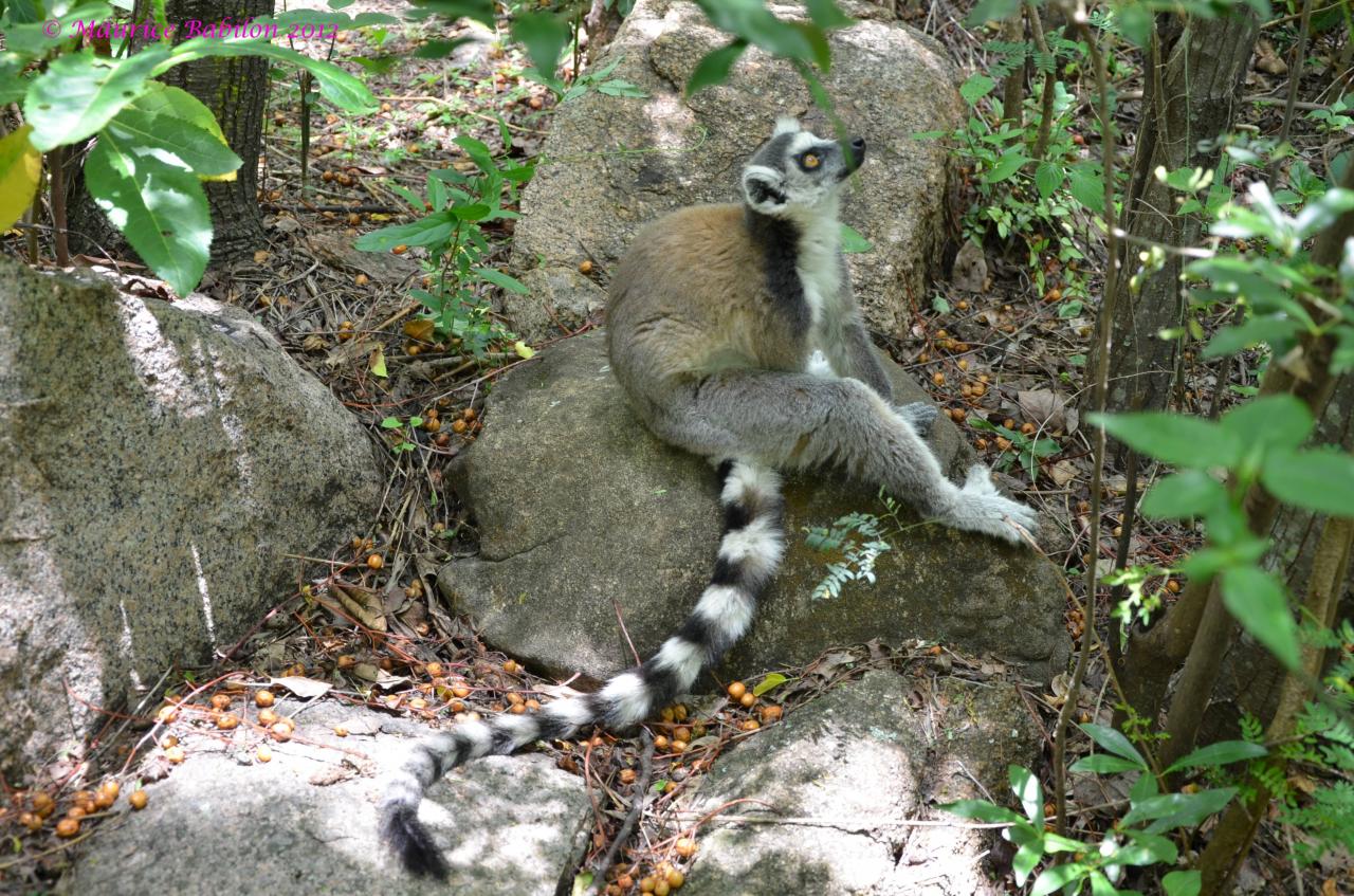 Sud-Est de Madagascar , région del'Isalo