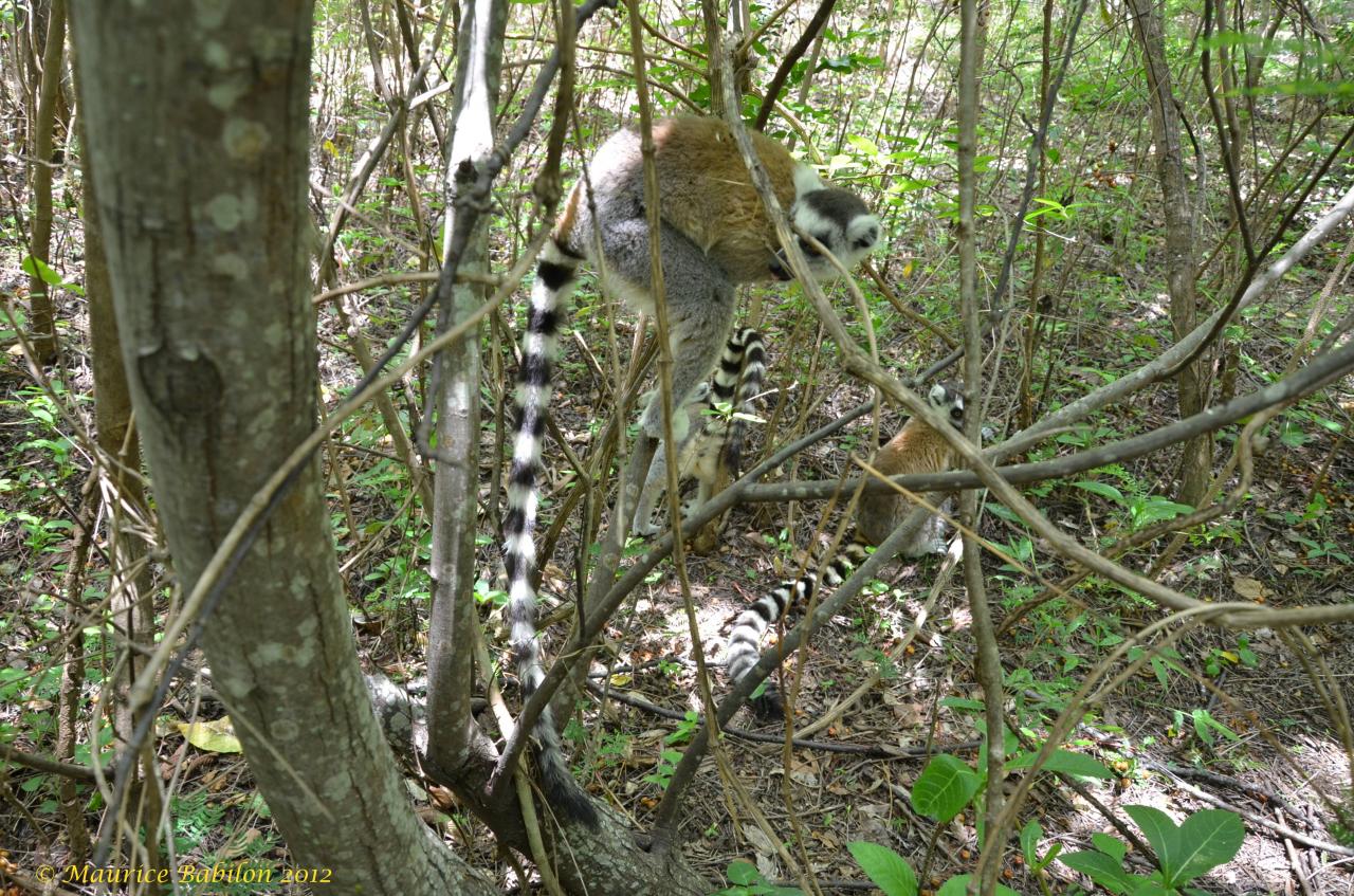 Sud-Est de Madagascar , région del'Isalo