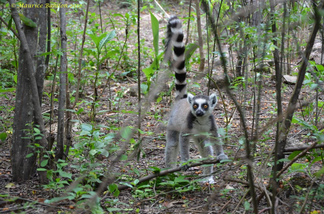 Sud-Est de Madagascar , région del'Isalo