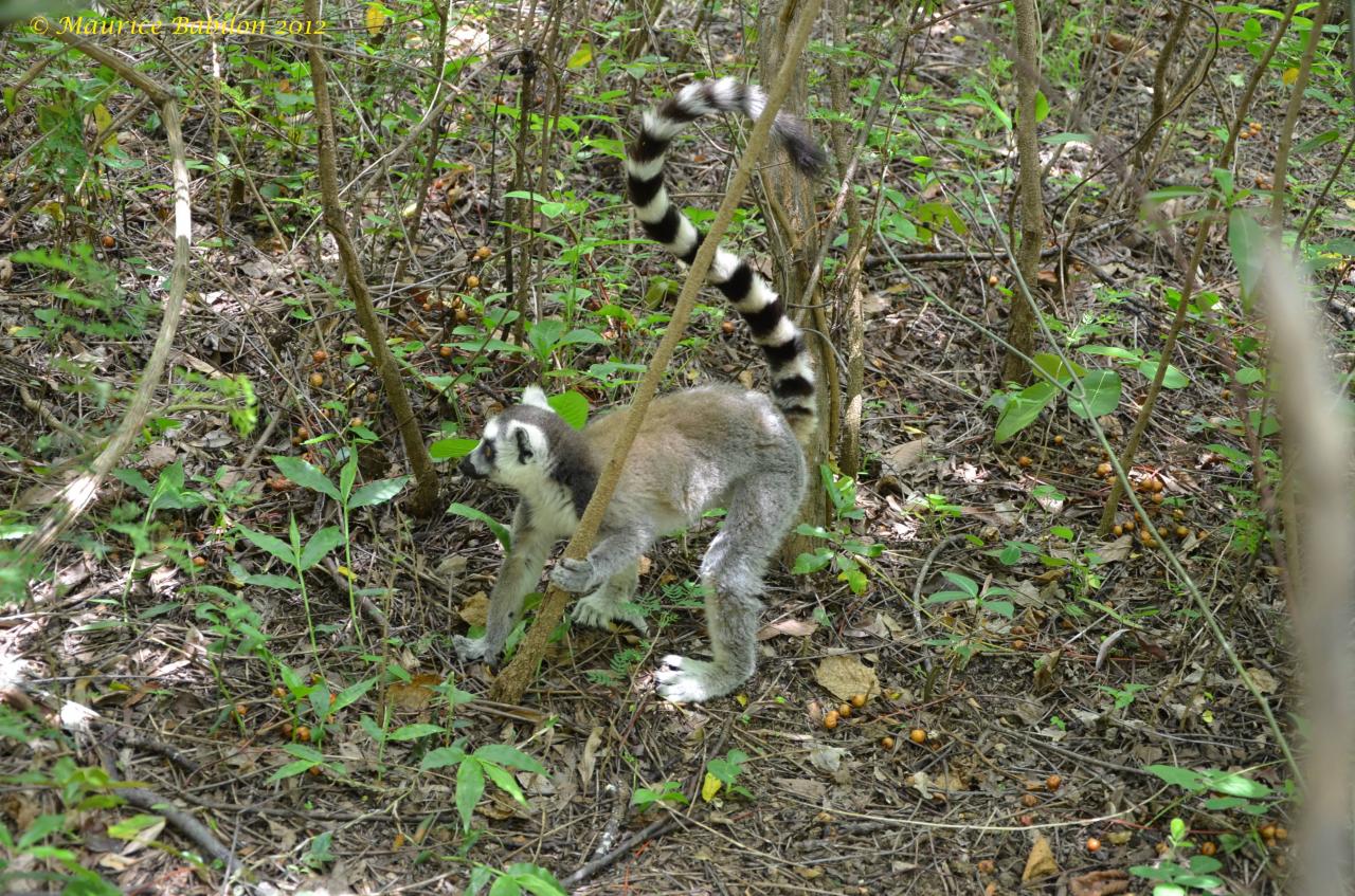 Sud-Est de Madagascar , région del'Isalo