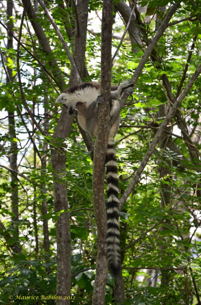 Région de Romanafana et Ifanadiana . Sud de Madagascar