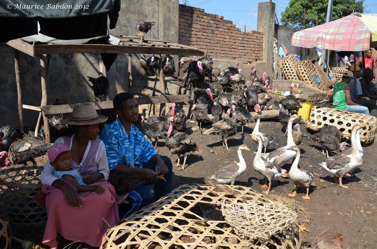 Visite et achats au marché de Fianarantsoa