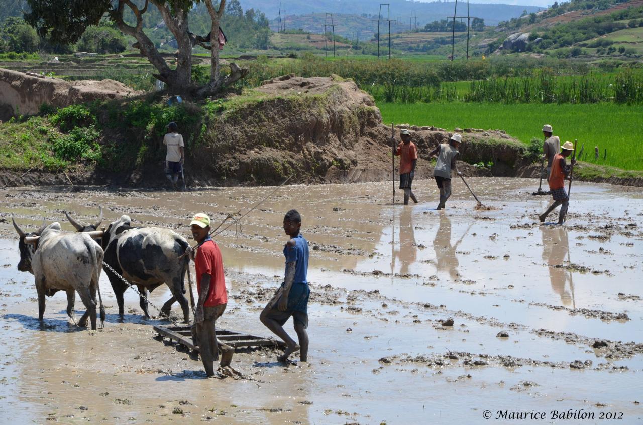 Le lendemain en route pour Manakara dans le Sud-est de l'île