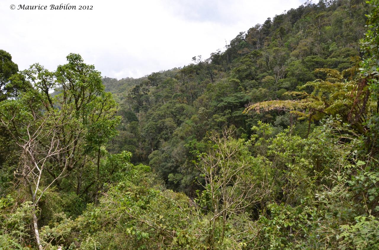 Région de Ranomafana , Sud de Madagascar