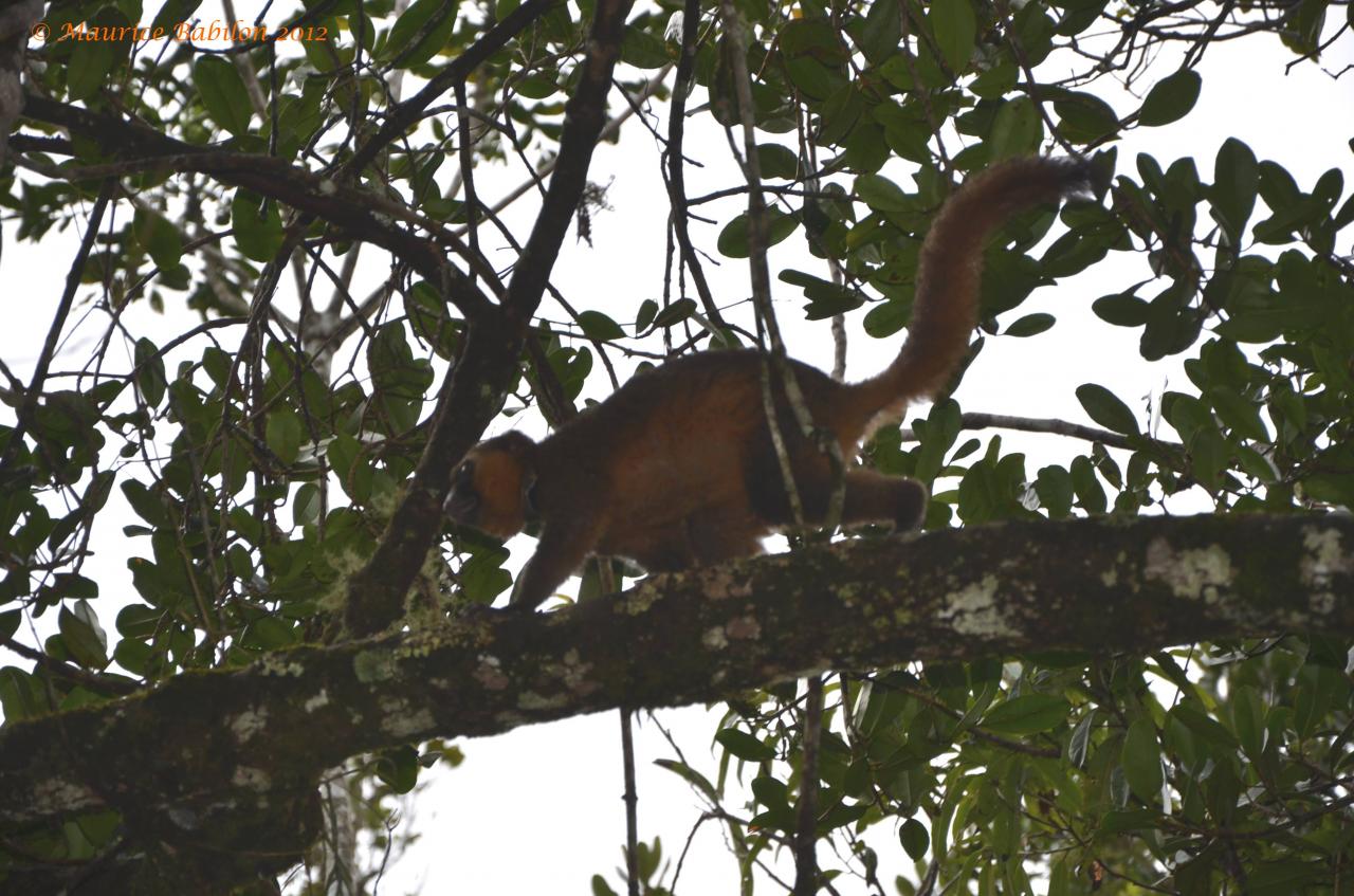 Sud-Est de Madagascar , région de Ranomafana