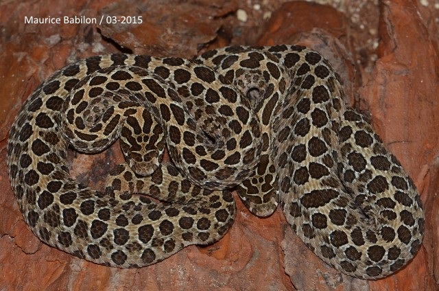 Crotalus polyctictus femelles
