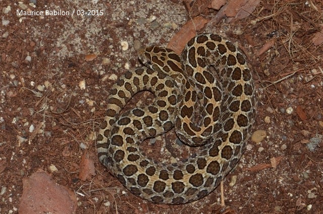 Crotalus polyctictus mâle
