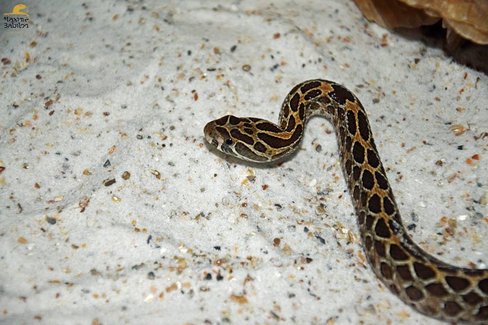 Crotalus polystictus 2