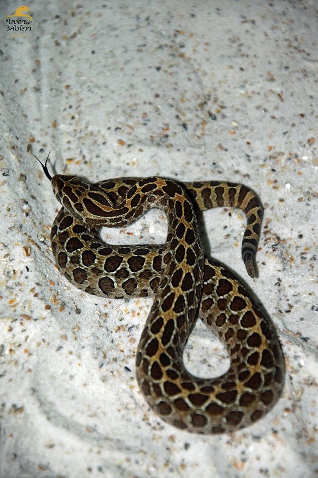 Crotalus polystictus 3
