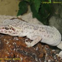 La Mue d' Eublepharis Macularius