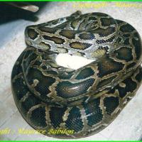 Python Molurus
