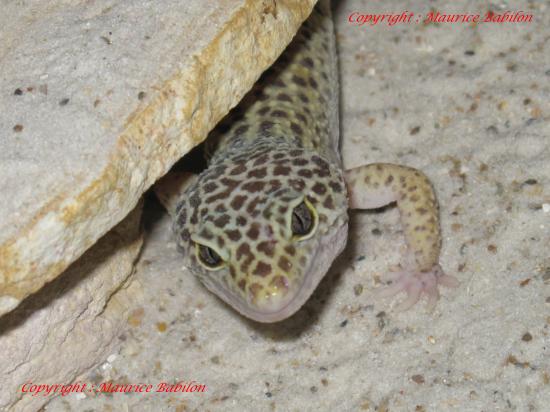 Gecko léopard