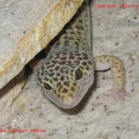 Gecko léopard