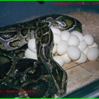 Python Molurus