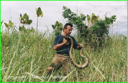 Capture Anaconda