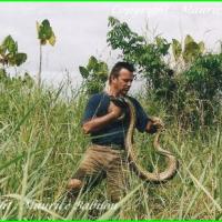 Capture Anaconda