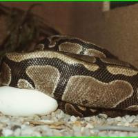 Python Regius  qui couve sa ponte