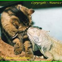 Chat c'est un Iguane