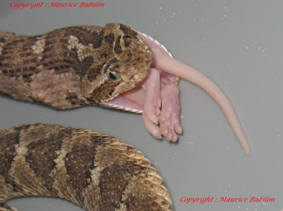 Repas Crotalus Enyo