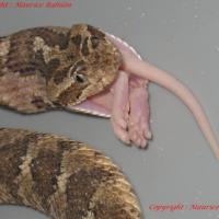 Repas Crotalus Enyo