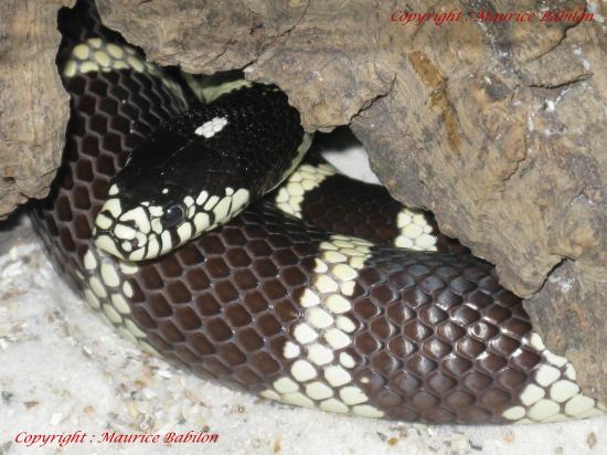 Lampropeltis Getulus Californiae