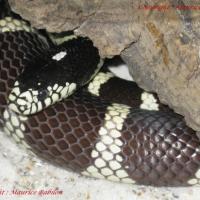 Lampropeltis Getulus Californiae