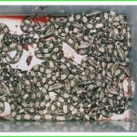 Naissances de Boa Constrictor Constrictor