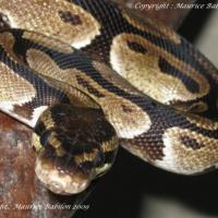 Python régius