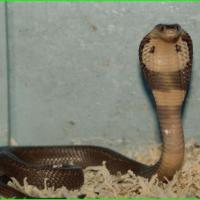 Naja Naja Kaouthia - Cobra des Indes